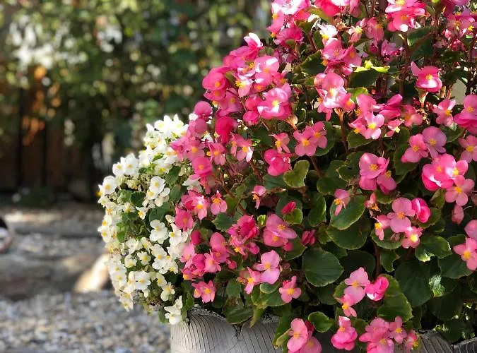 Paskal Guest house 2*